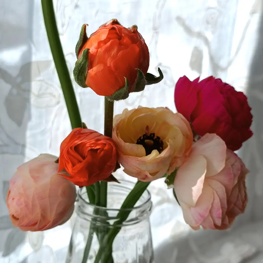 ranunculus3