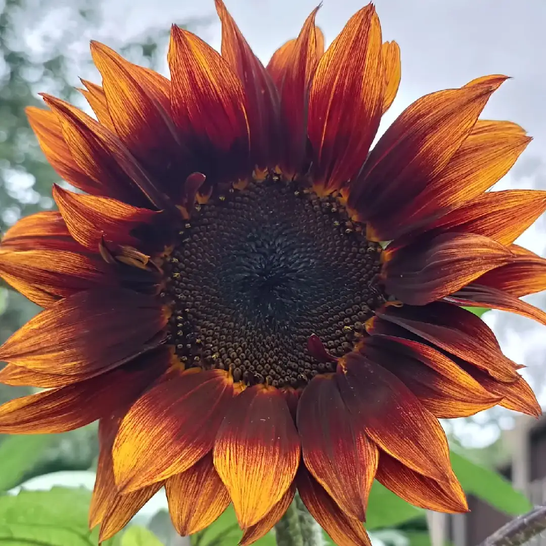 sunflowerclaret