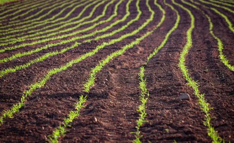 rootedimageukfarming