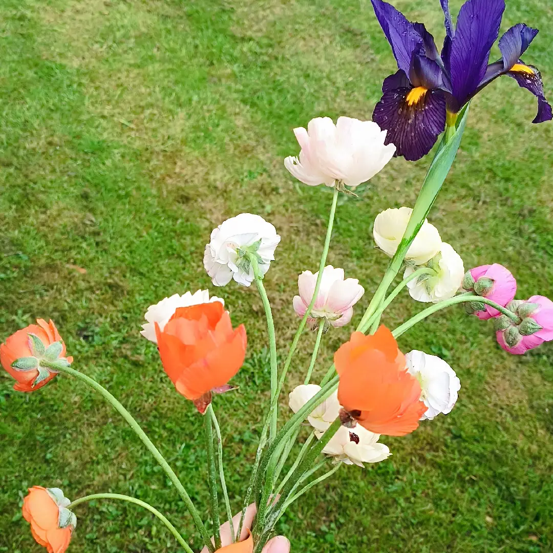 ranunculus2